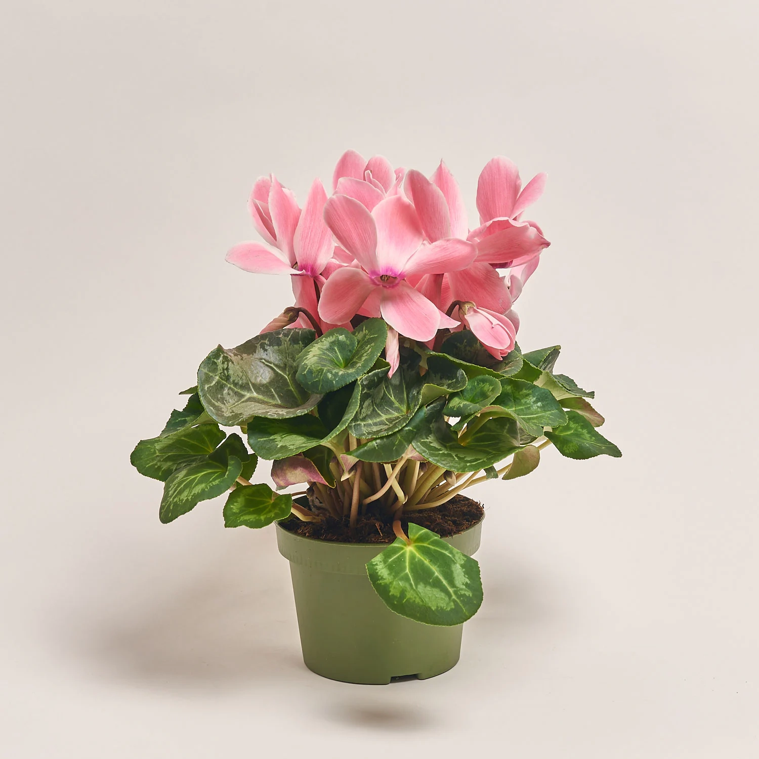 Цикламен Супер Мамос, артикул: 21951 Зображення товару Цикламен Супер Мамос, артикул: 21951