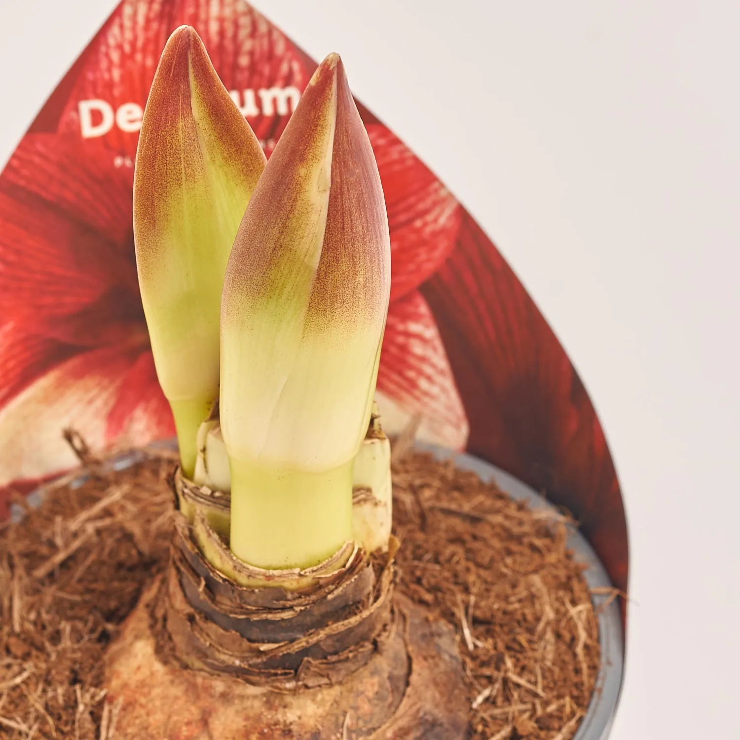 Зображення товару Амариліс Тоска 2ст., артикул: 54997