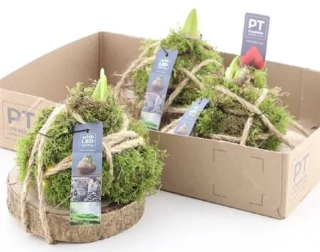 Зображення товару Композиція Амариліс з мохом, артикул: 53453