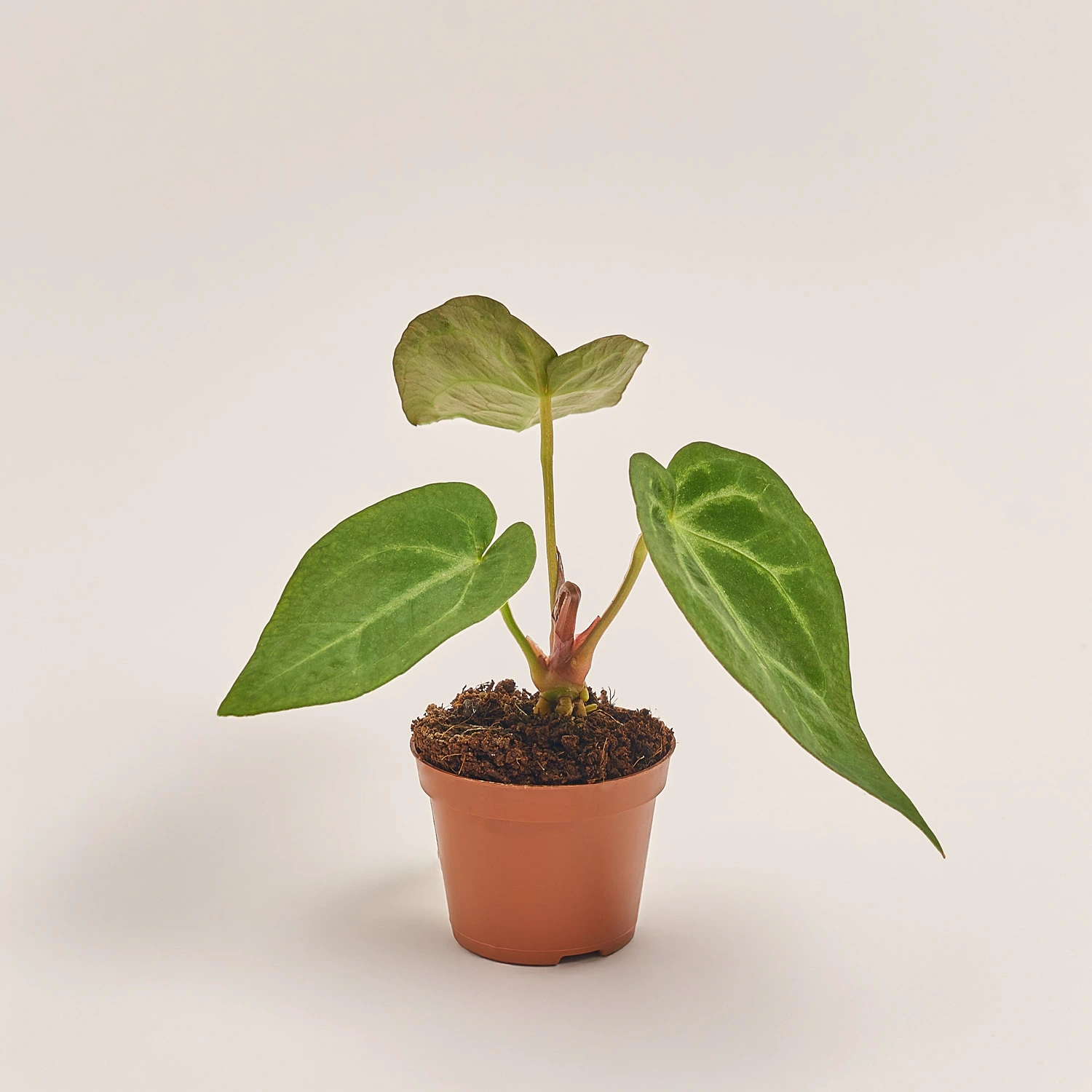 Антуріум Кристалічний Магніфікум, артикул: 51974 Зображення товару Антуріум Кристалічний Магніфікум, артикул: 51974