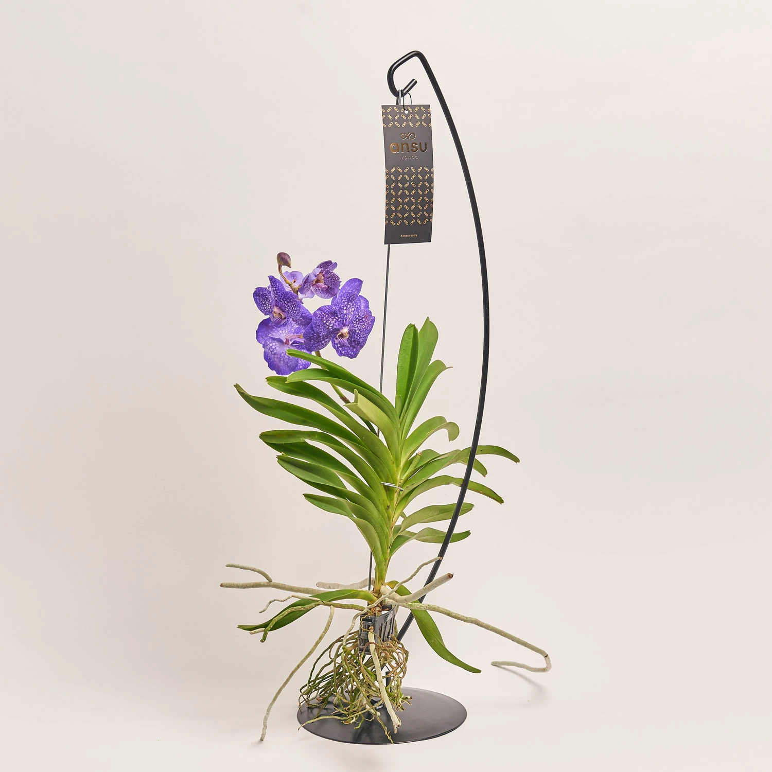 Ванда мікс на метал. підставці, артикул: 54178 Зображення товару Ванда мікс на метал. підставці, артикул: 54178