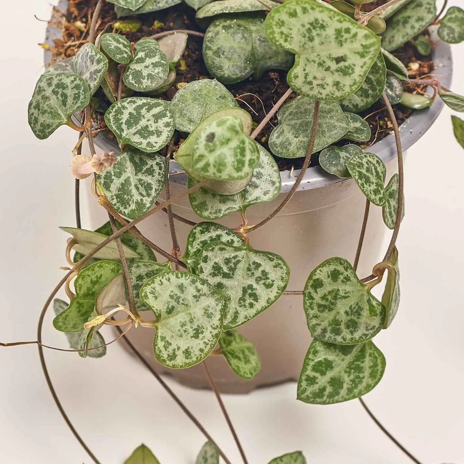 Зображення товару Церопегія Вуд Сільвер Глорі, артикул: 47744