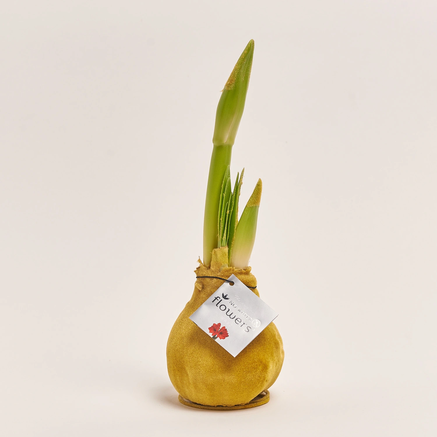 Амариліс "Вельвет Тач" Голд, артикул: 54181 Зображення товару Амариліс "Вельвет Тач" Голд, артикул: 54181