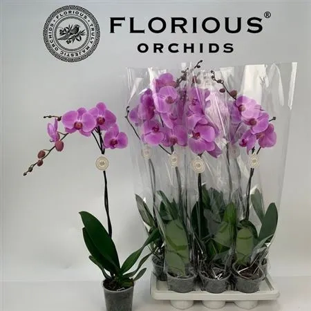 Фаленопсис Гранді №15 1ст. рожевий, артикул: 54936 Зображення товару Фаленопсис Гранді №15 1ст. рожевий, артикул: 54936