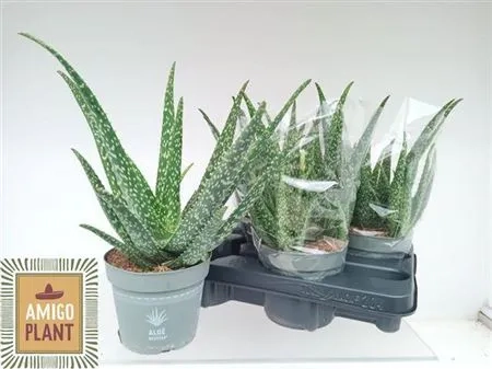 Зображення товару Алоє Вера, артикул: 53103