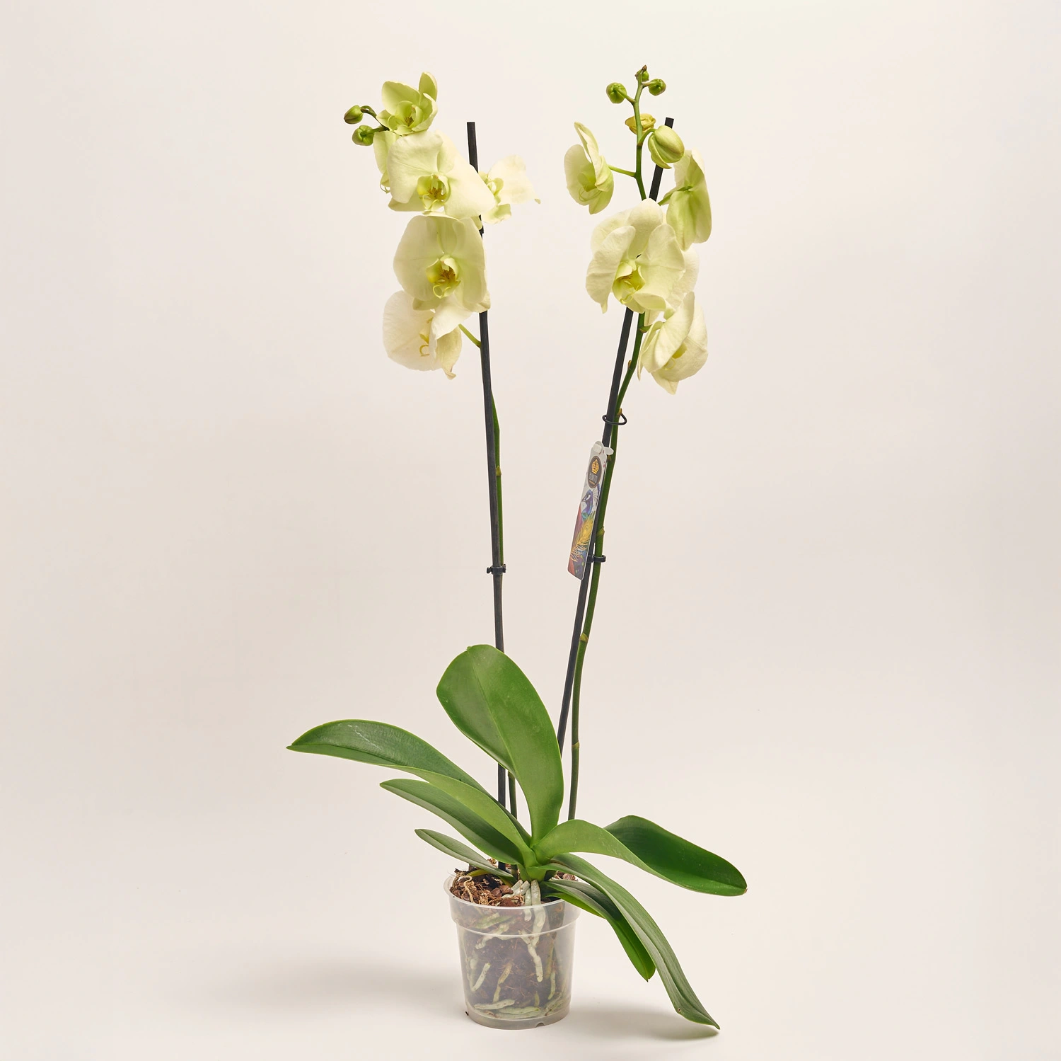 Зображення товару Фаленопсис 2ст. мікс, артикул: 19290