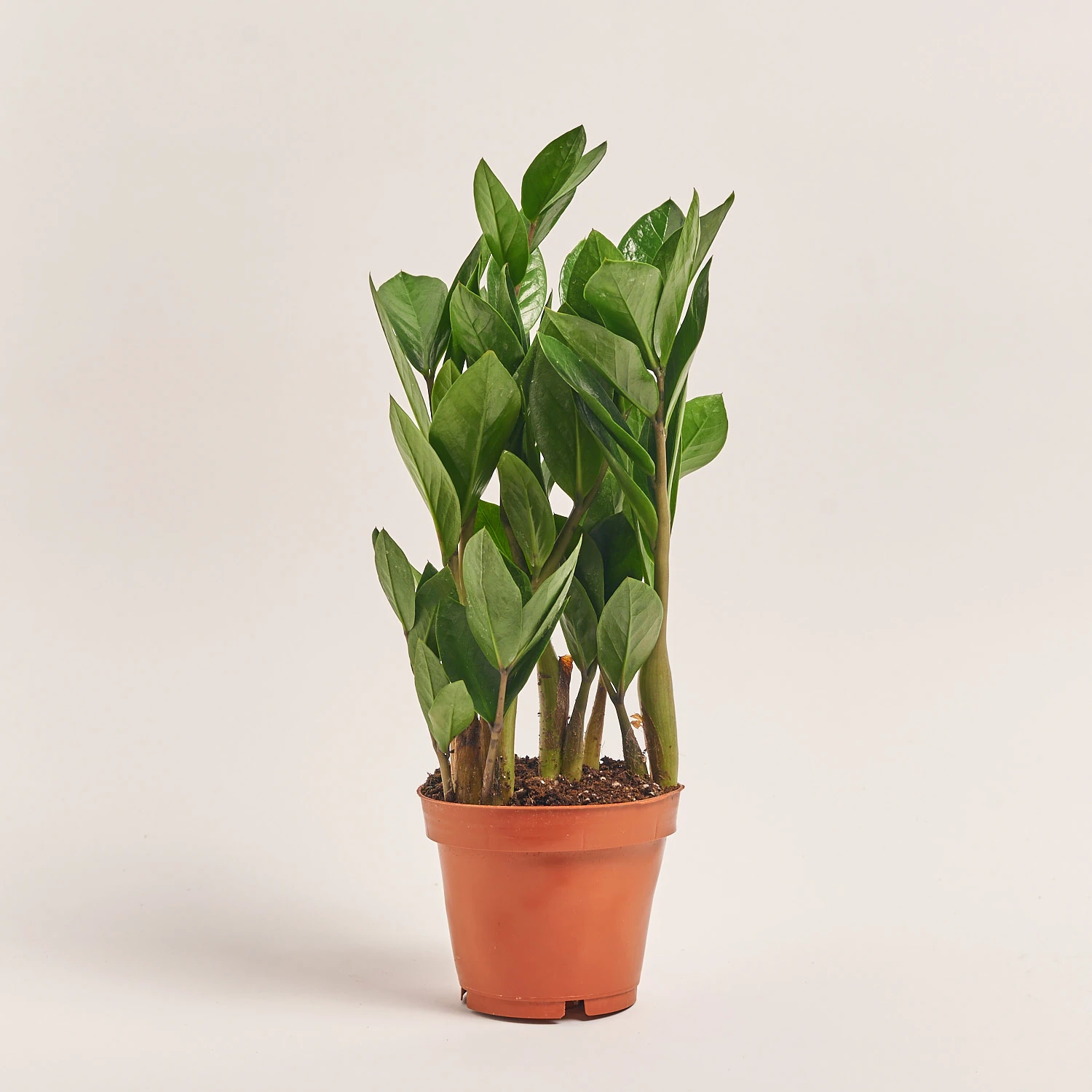 Зображення товару Заміокулькас 5ст., артикул: 54990