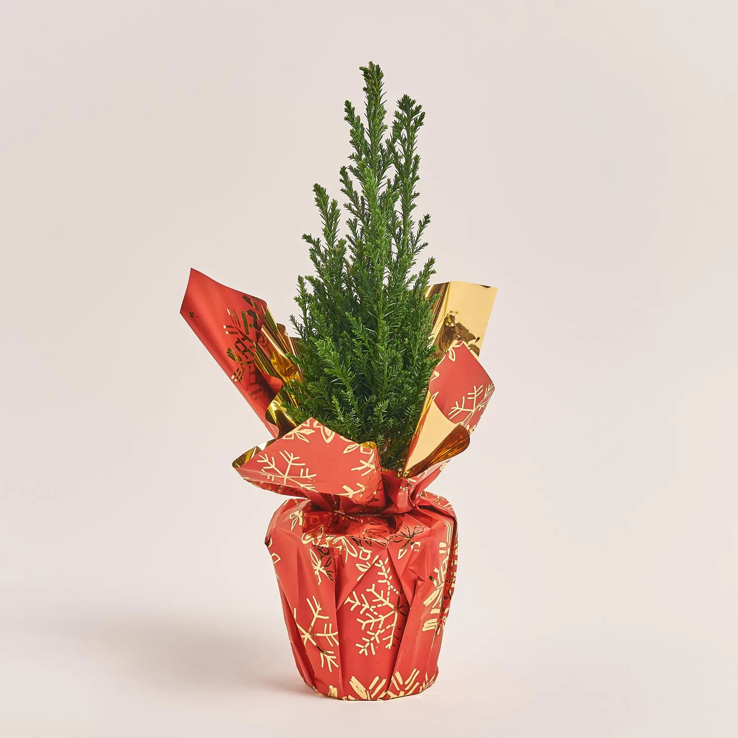 Кипарис Елвуді Декор, артикул: 54363 Зображення товару Кипарис Елвуді Декор, артикул: 54363