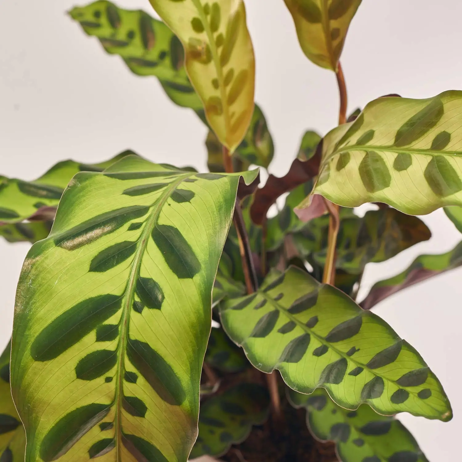 Калатея Ланцифолія, артикул: 54171 Зображення товару Калатея Ланцифолія, артикул: 54171