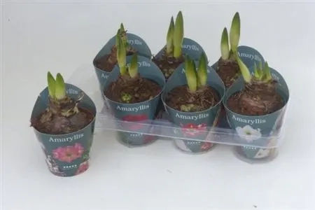Зображення товару Амариліс мікс, артикул: 54989
