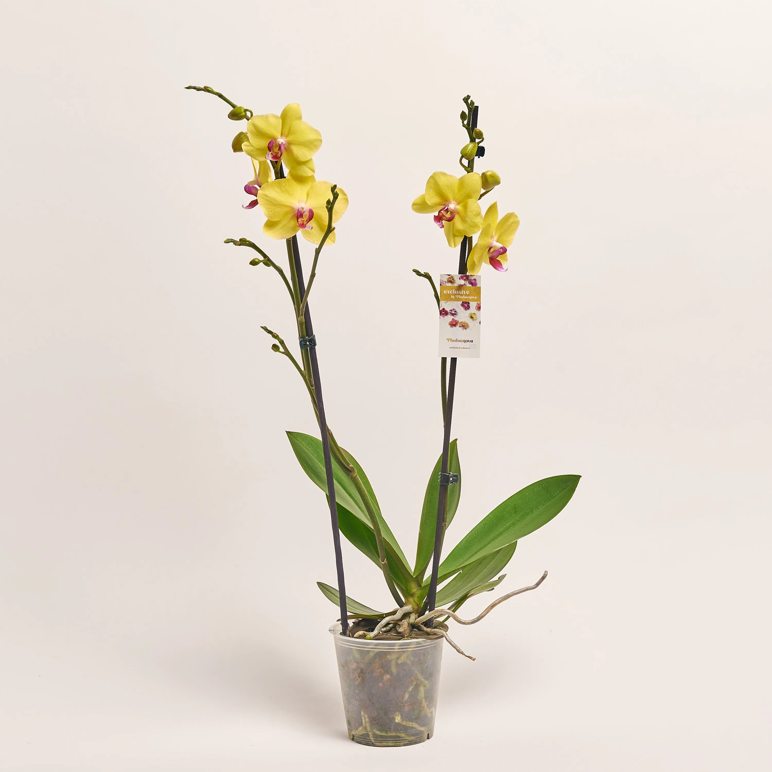 Зображення товару Фаленопсис 2ст. мікс, артикул: 19290