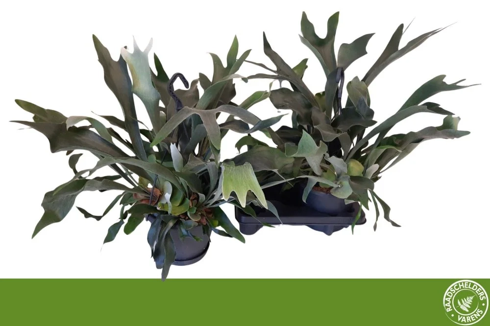 Зображення товару Платіцеріум Біфуркатум, артикул: 57441