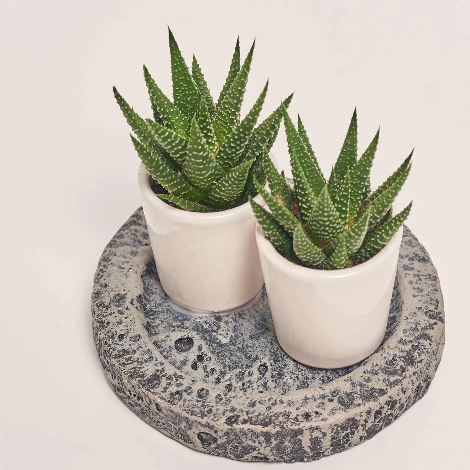 Хавортія "Дабл" мікс в кер., артикул: 54827 Зображення товару Хавортія "Дабл" мікс в кер., артикул: 54827