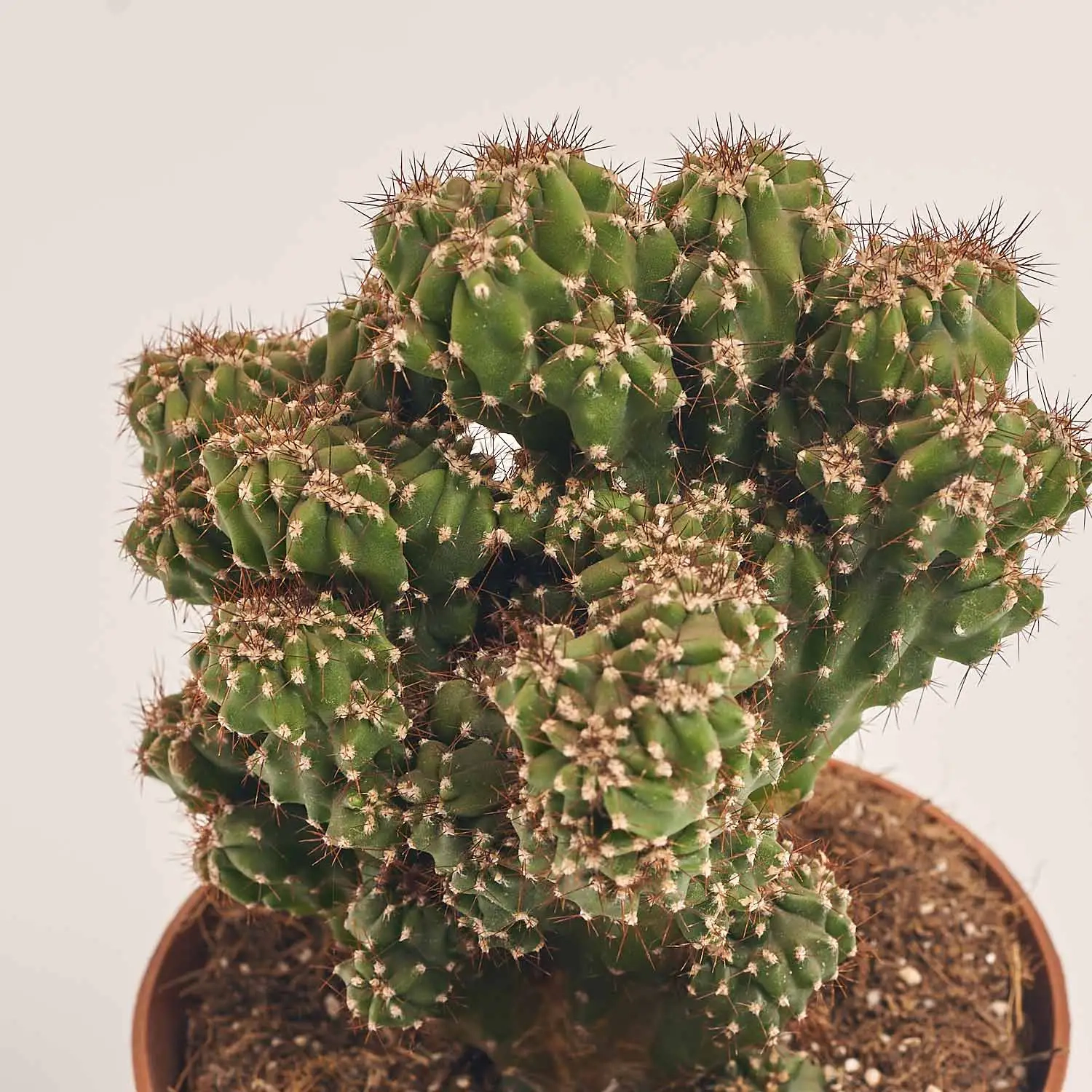 Зображення товару Кактус мікс, артикул: 46255