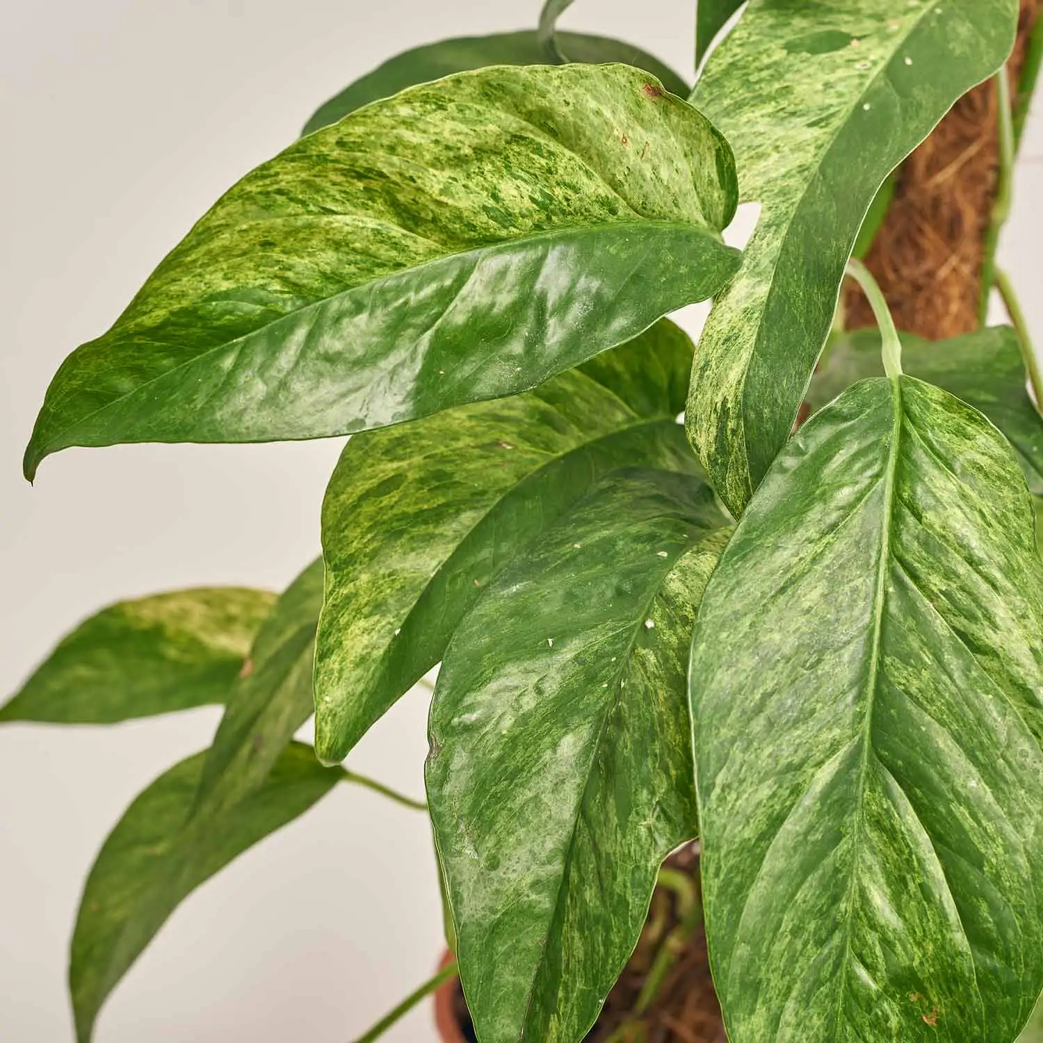 Зображення товару Епіпремнум Балтик Блу, артикул: 52849