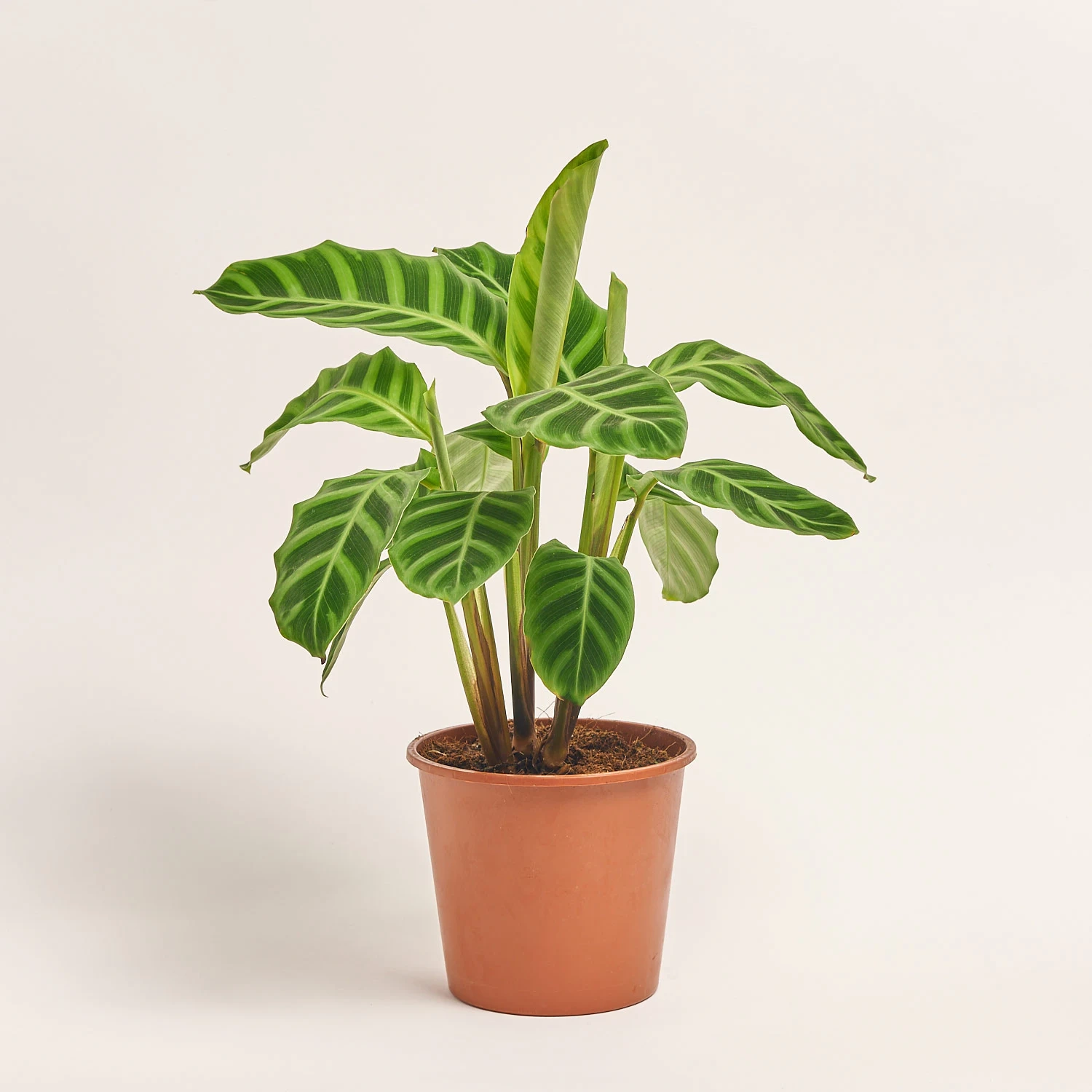 Зображення товару Калатея мікс, артикул: 56848