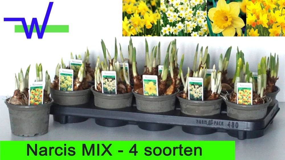 Нарцис мікс, артикул: 56896 Зображення товару Нарцис мікс, артикул: 56896