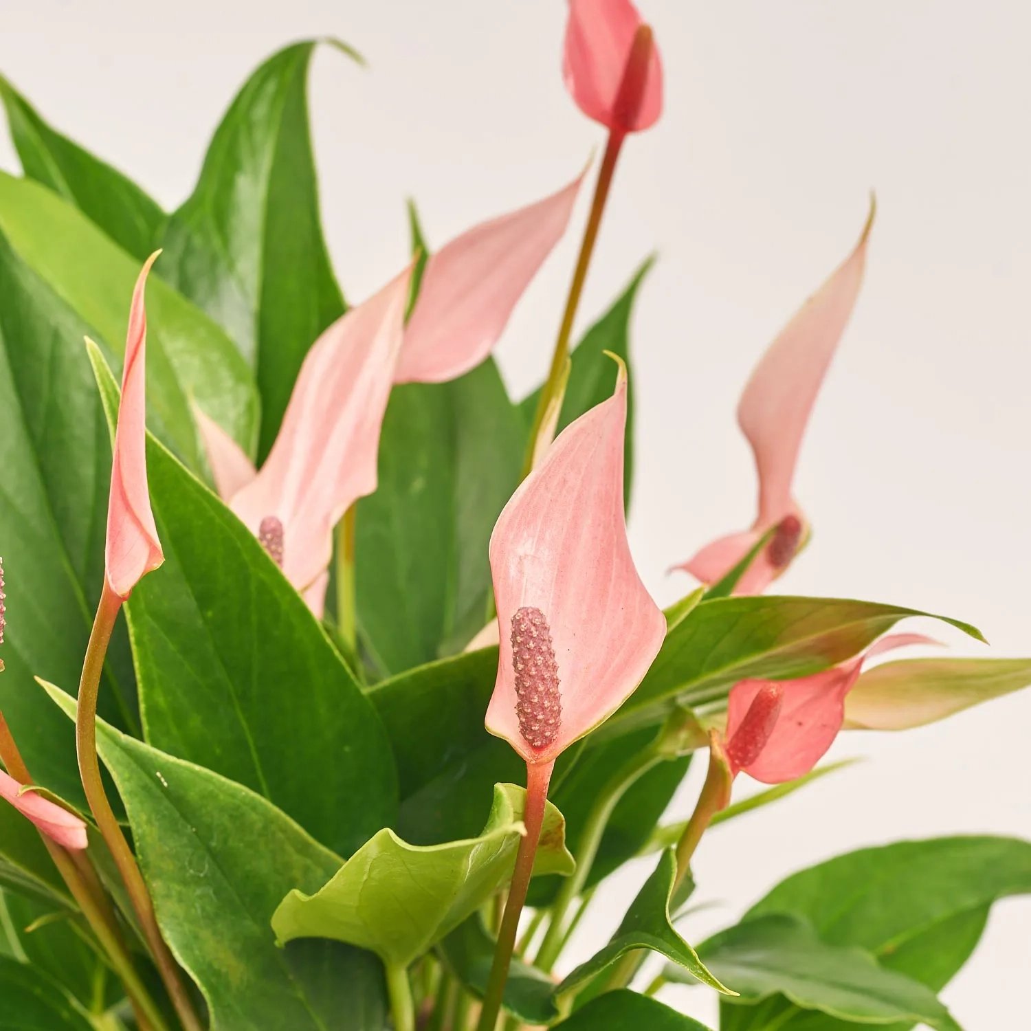 Зображення товару Сет LEGO та Антуріум у кашпо, артикул: 57031