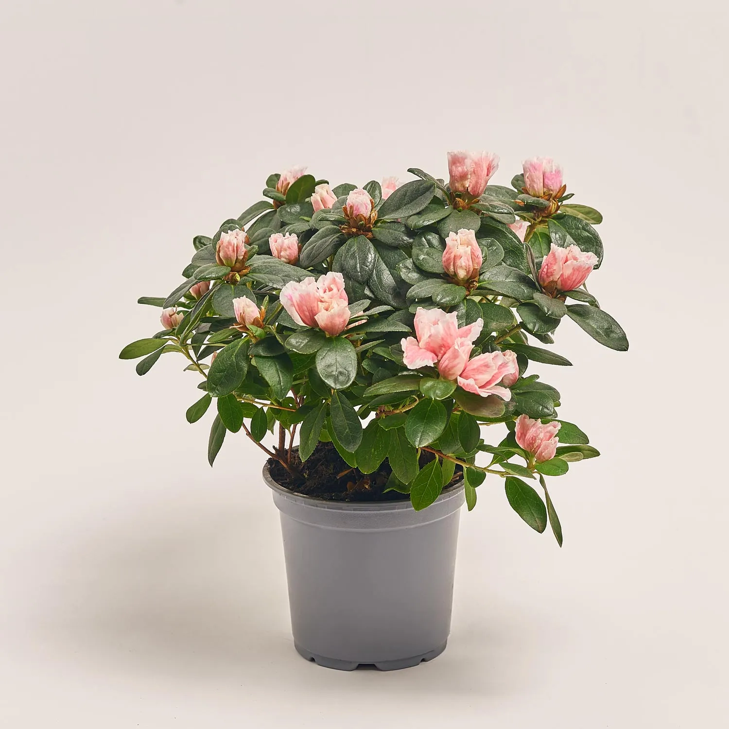 Азалія мікс, артикул: 27109 Зображення товару Азалія мікс, артикул: 27109