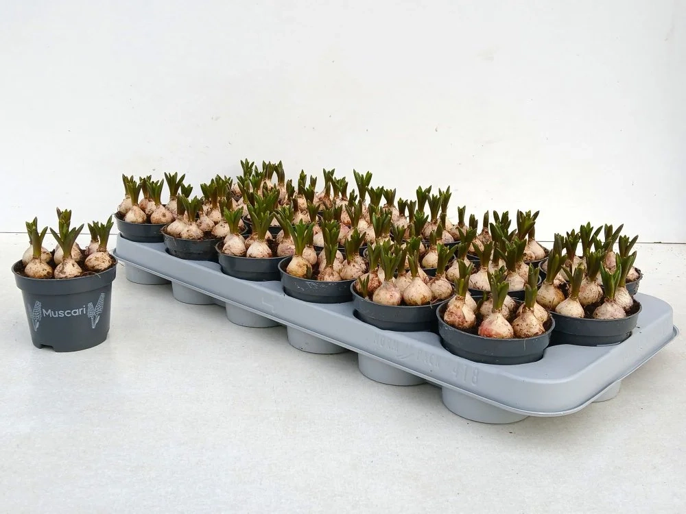 Зображення товару Мускарі Арменікум, артикул: 55868