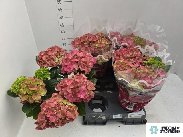 Зображення товару Гортензія червоно-зелена 7ст., артикул: 56535