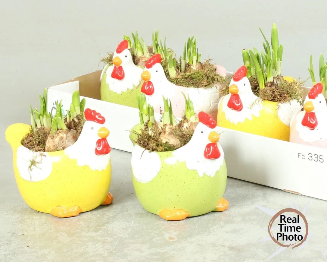 Зображення товару Композиція Нарцис Курочка, артикул: 56977