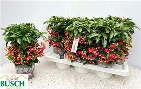 Зображення товару Ардізія Крената, артикул: 53452