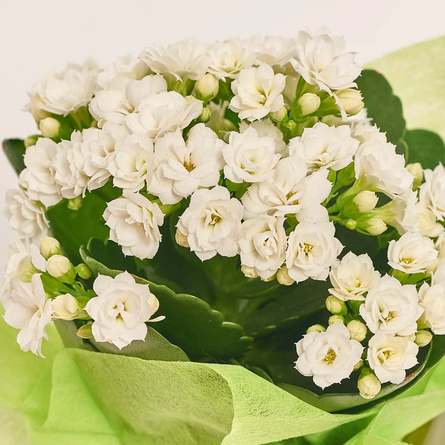 Зображення товару Каланхоє "Хелловін" мікс в кер., артикул: 52613