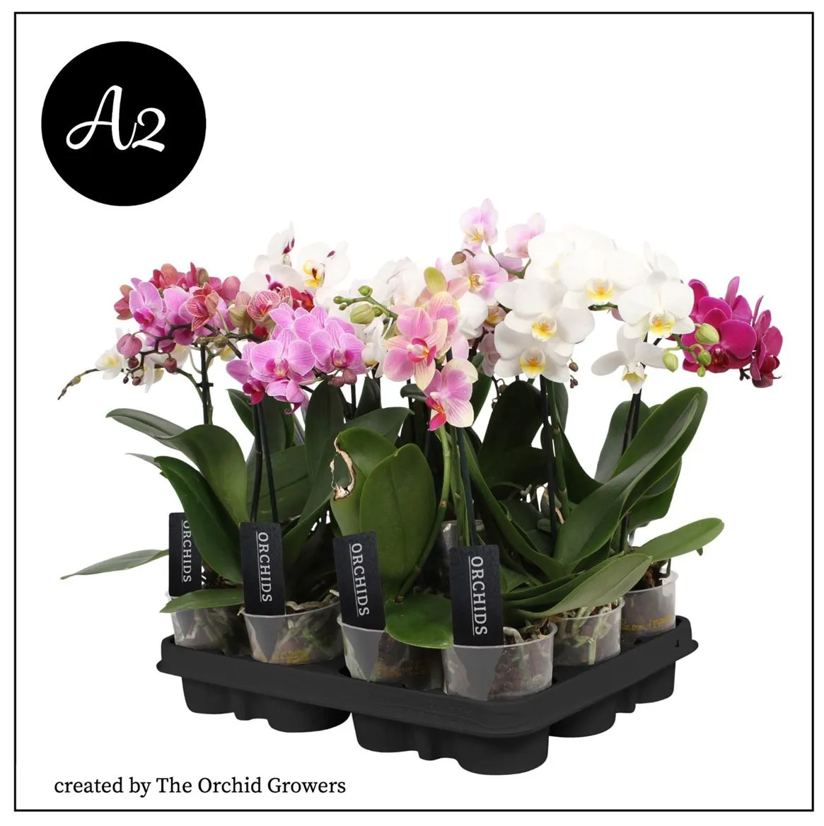 Зображення товару Фаленопсис мультифлора 1/2ст. мікс, артикул: 53124