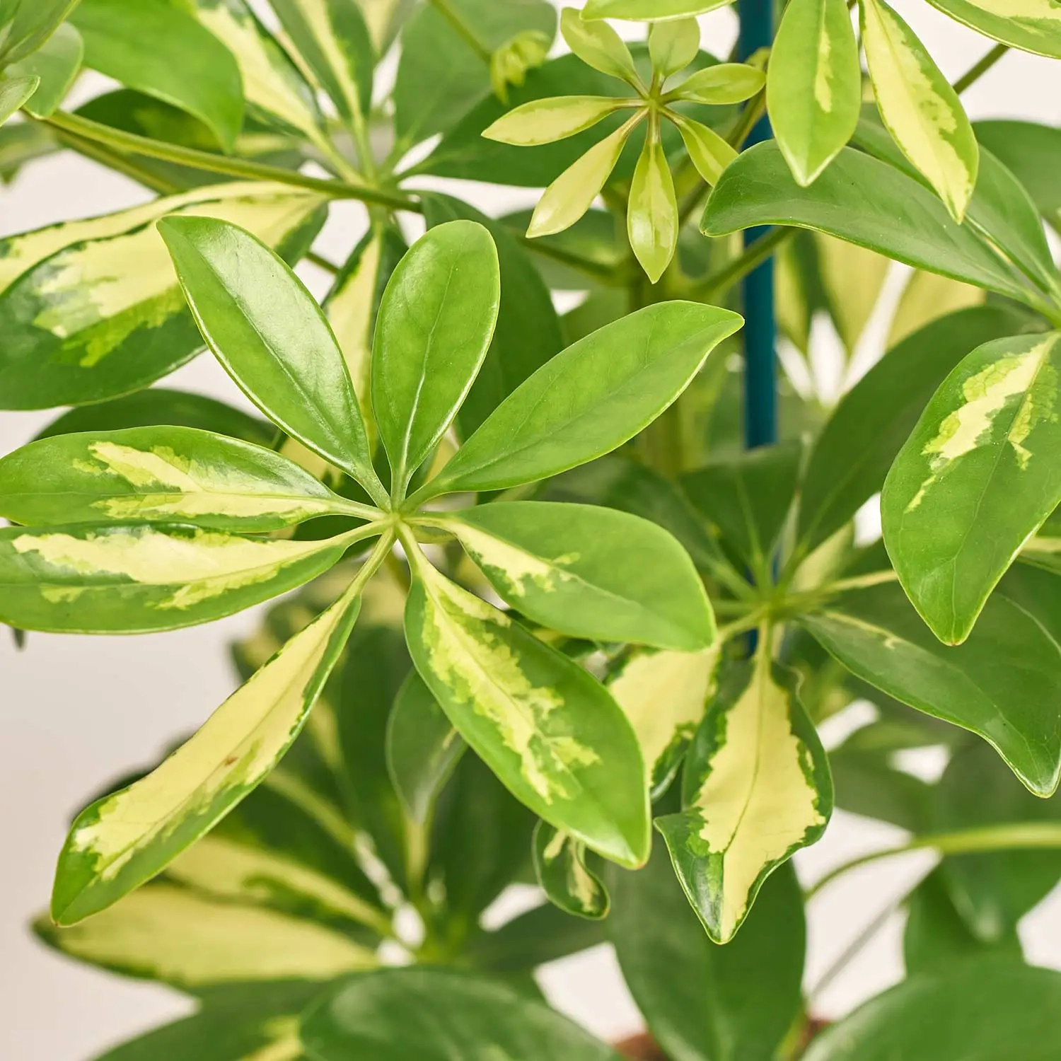 Шефлера Шарлотта, артикул: 1306 Зображення товару Шефлера Шарлотта, артикул: 1306