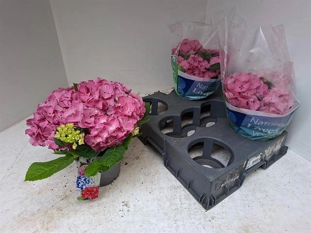 Зображення товару Гортензія рожева 7ст., артикул: 57103