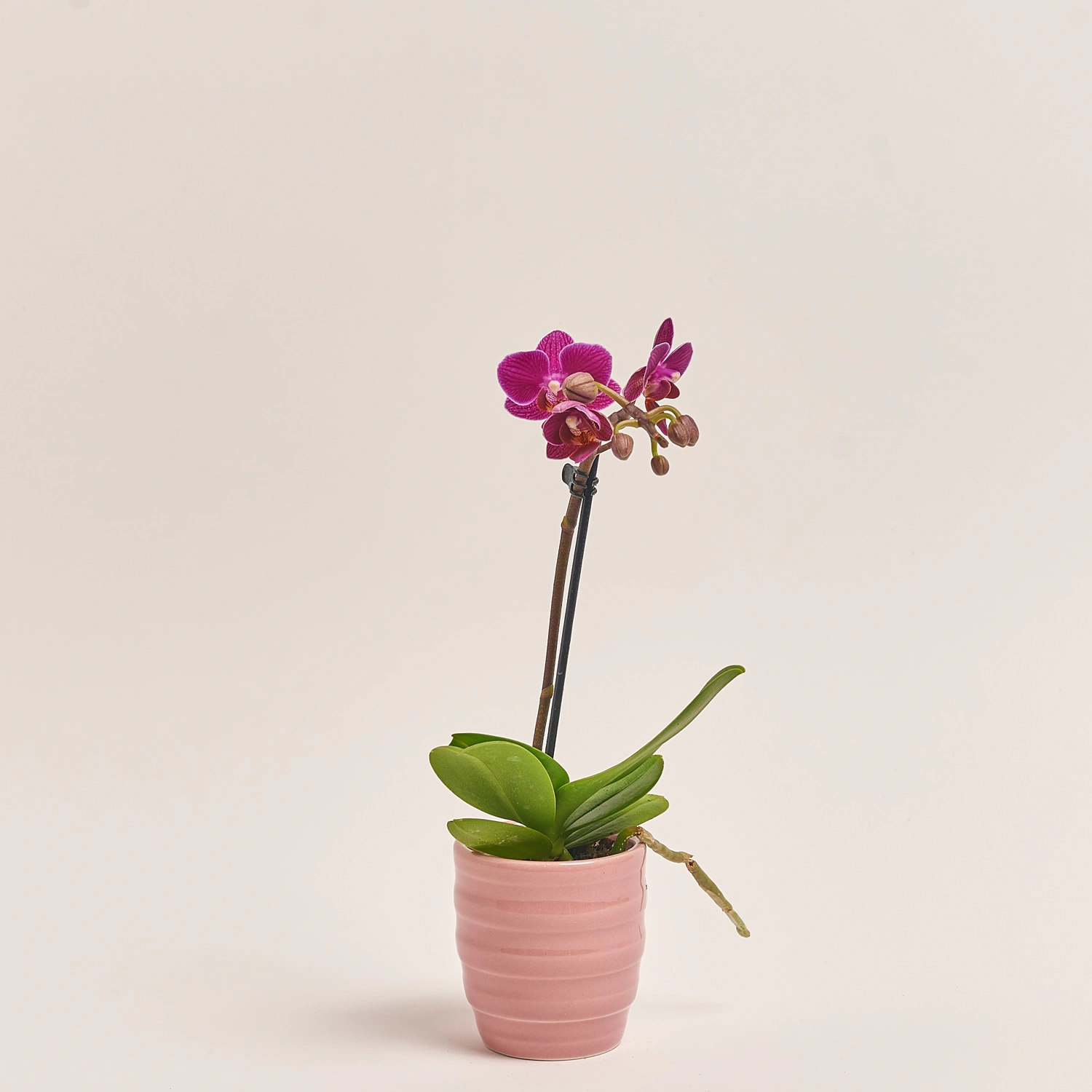 Фаленопсис міні в кер.і 1ст., артикул: 2716 Зображення товару Фаленопсис міні в кер.і 1ст., артикул: 2716