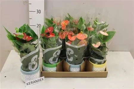 Зображення товару Антуріум мікс в кер., артикул: 51600