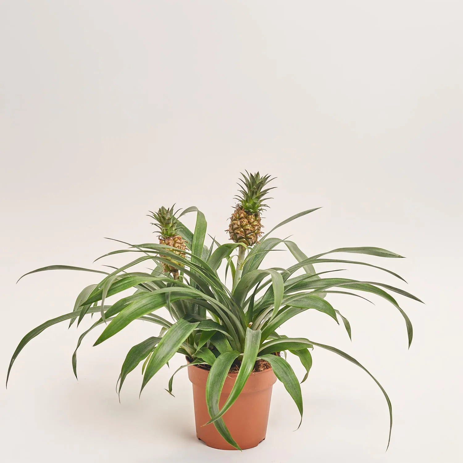 Ананас Аміго 2ст., артикул: 6526 Зображення товару Ананас Аміго 2ст., артикул: 6526