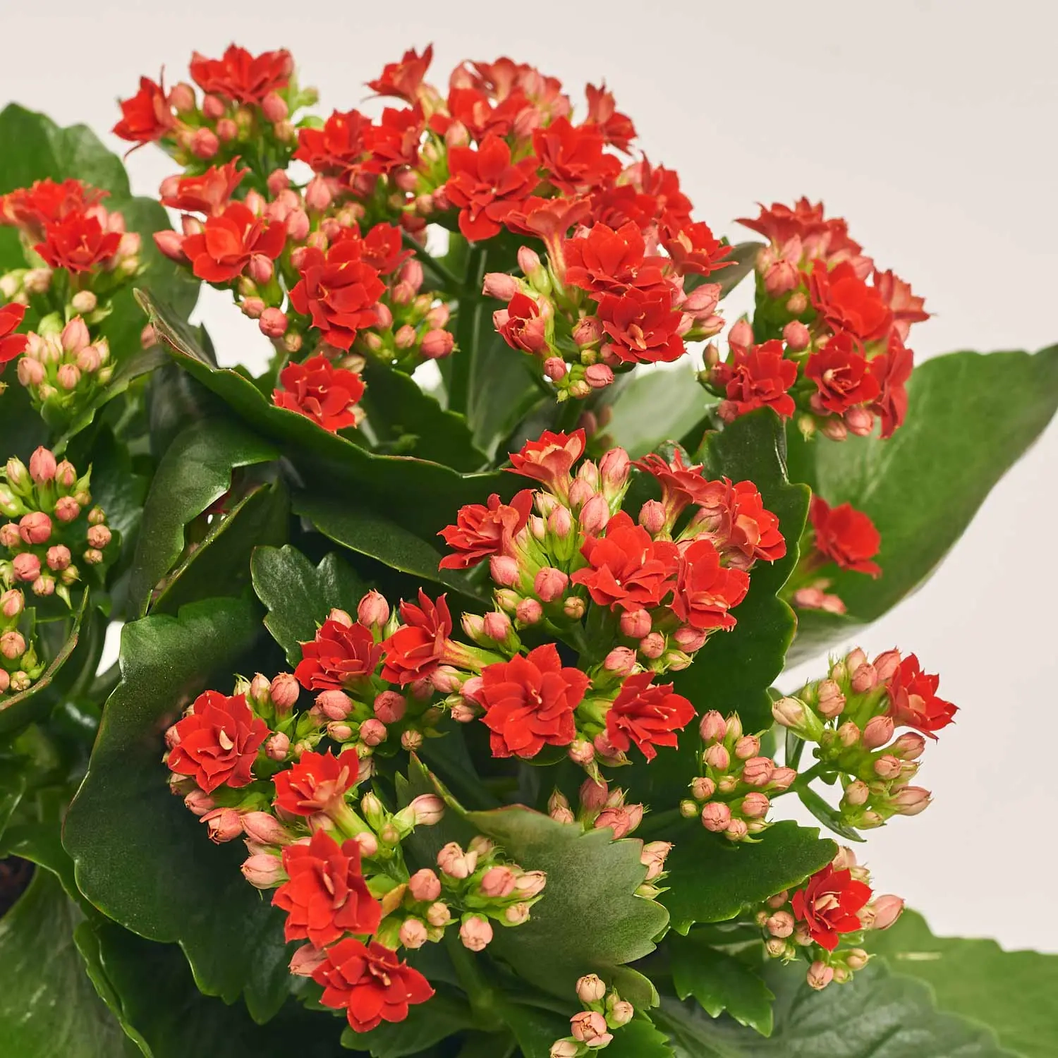 Зображення товару Каланхоє мікс, артикул: 26106