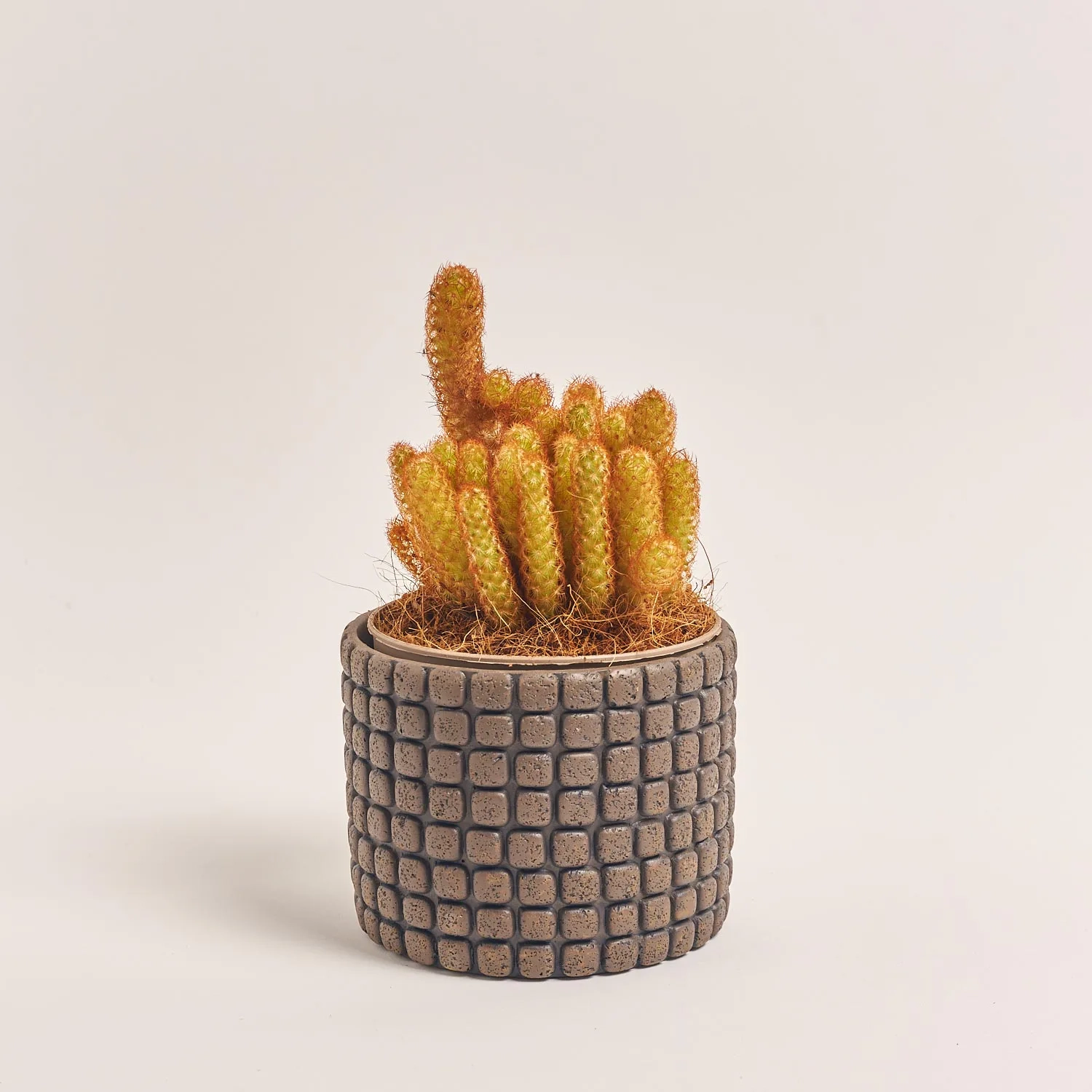 Зображення товару Кактус мікс в кер., артикул: 56882