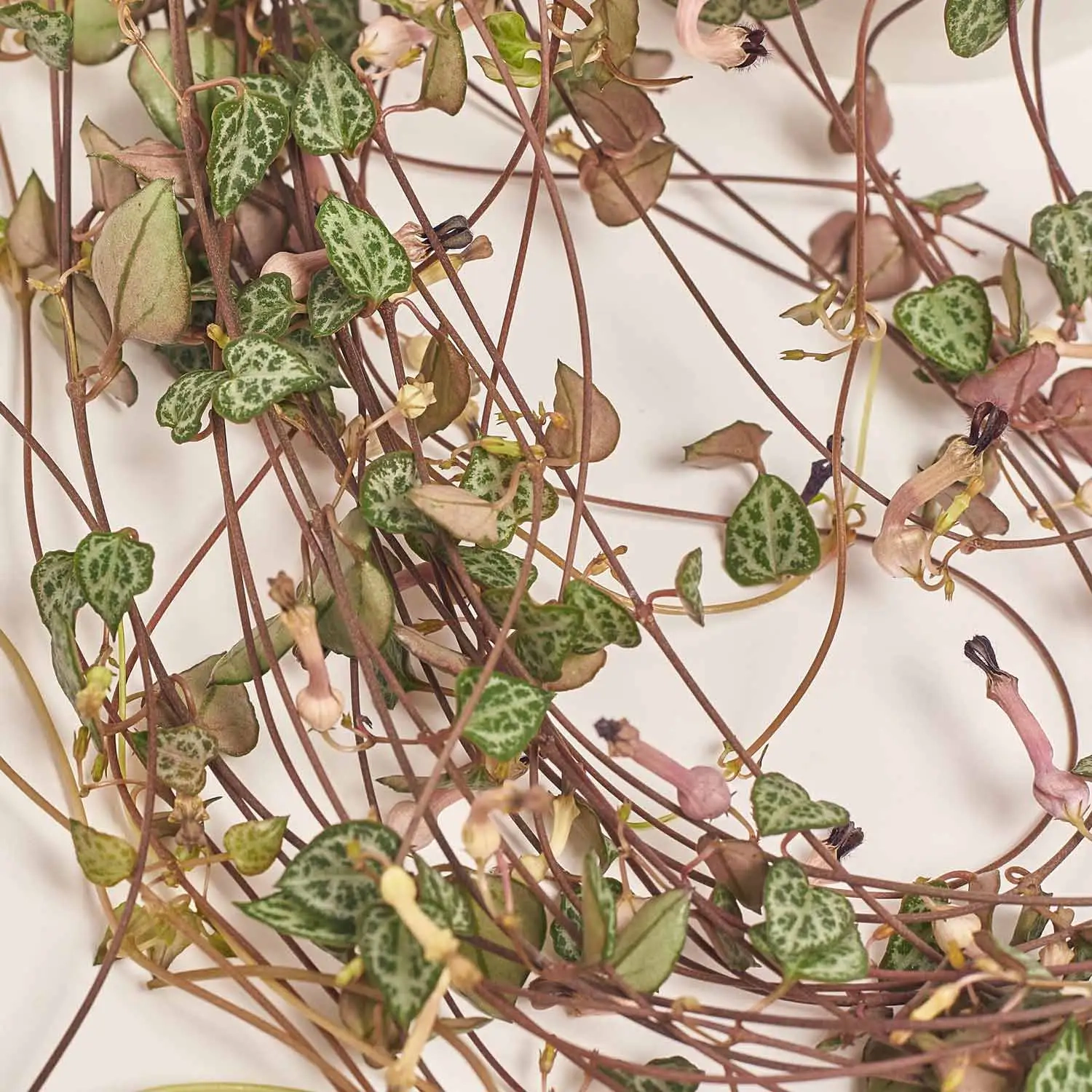 Зображення товару Церопегія Вуді, артикул: 51741