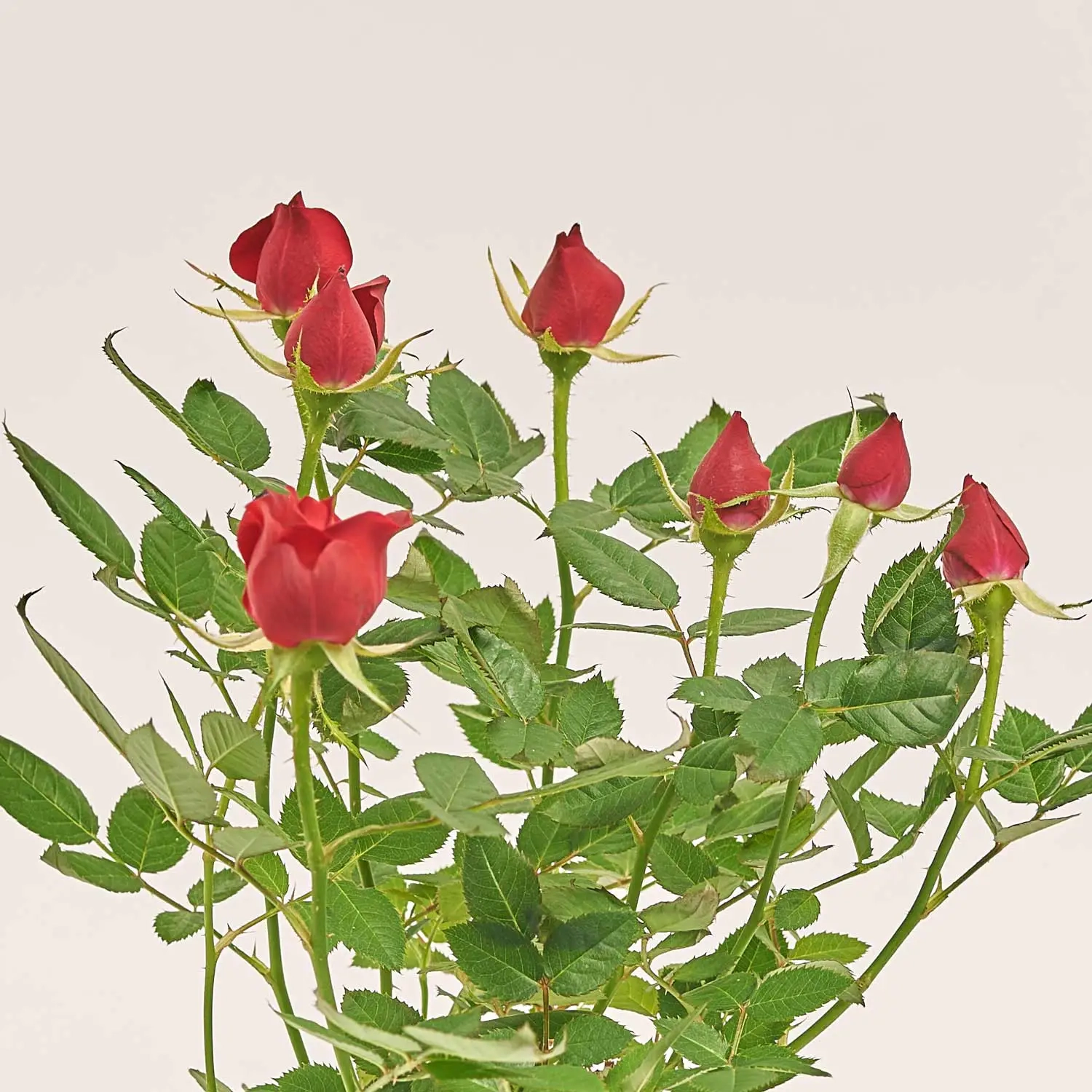 Зображення товару Троянда мікс, артикул: 1294