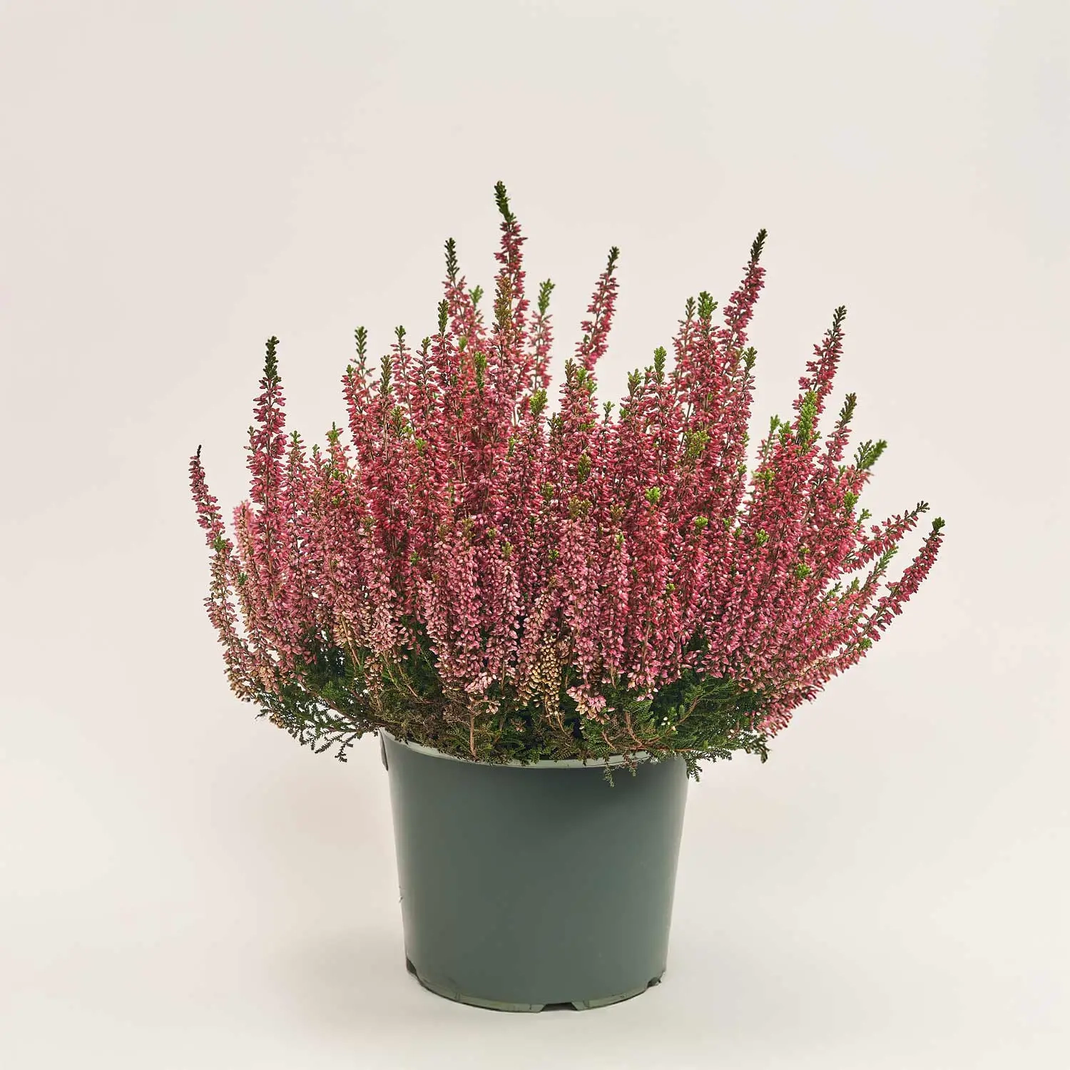 Калуна мікс, артикул: 52470 Зображення товару Калуна мікс, артикул: 52470