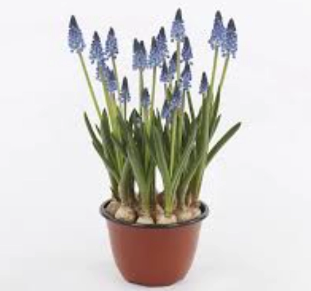 Мускарі Карола, артикул: 55855 Зображення товару Мускарі Карола, артикул: 55855