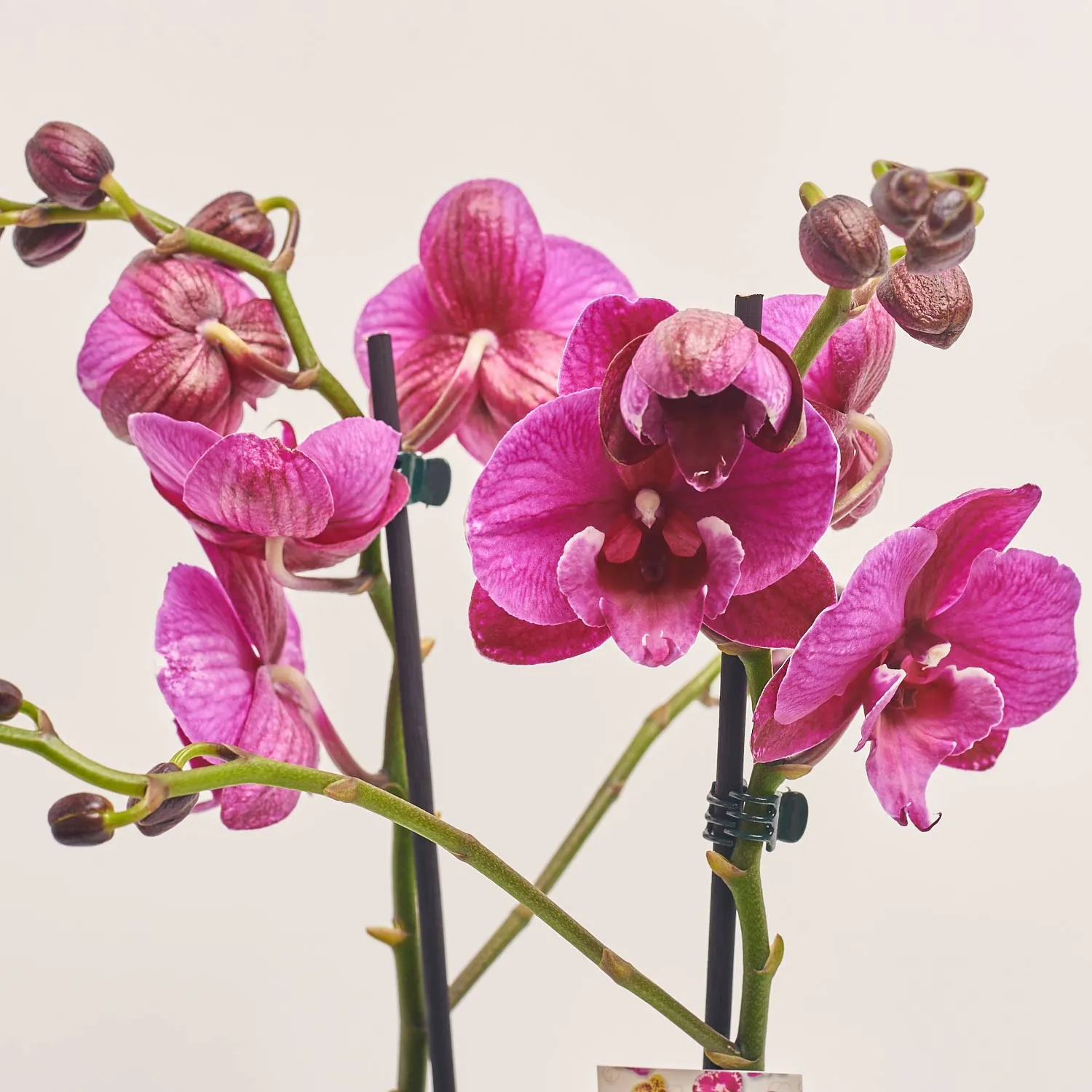 Зображення товару Фаленопсис 2ст. мікс, артикул: 25844