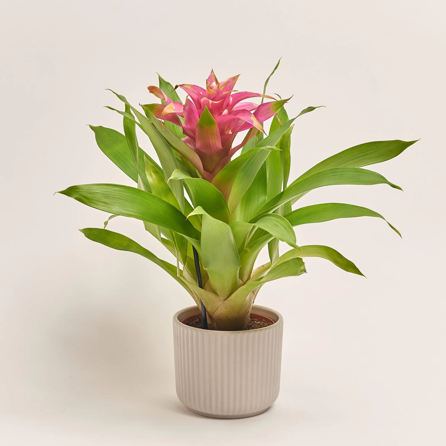 Гузманія Вікторі в кер., артикул: 54546 Зображення товару Гузманія Вікторі в кер., артикул: 54546