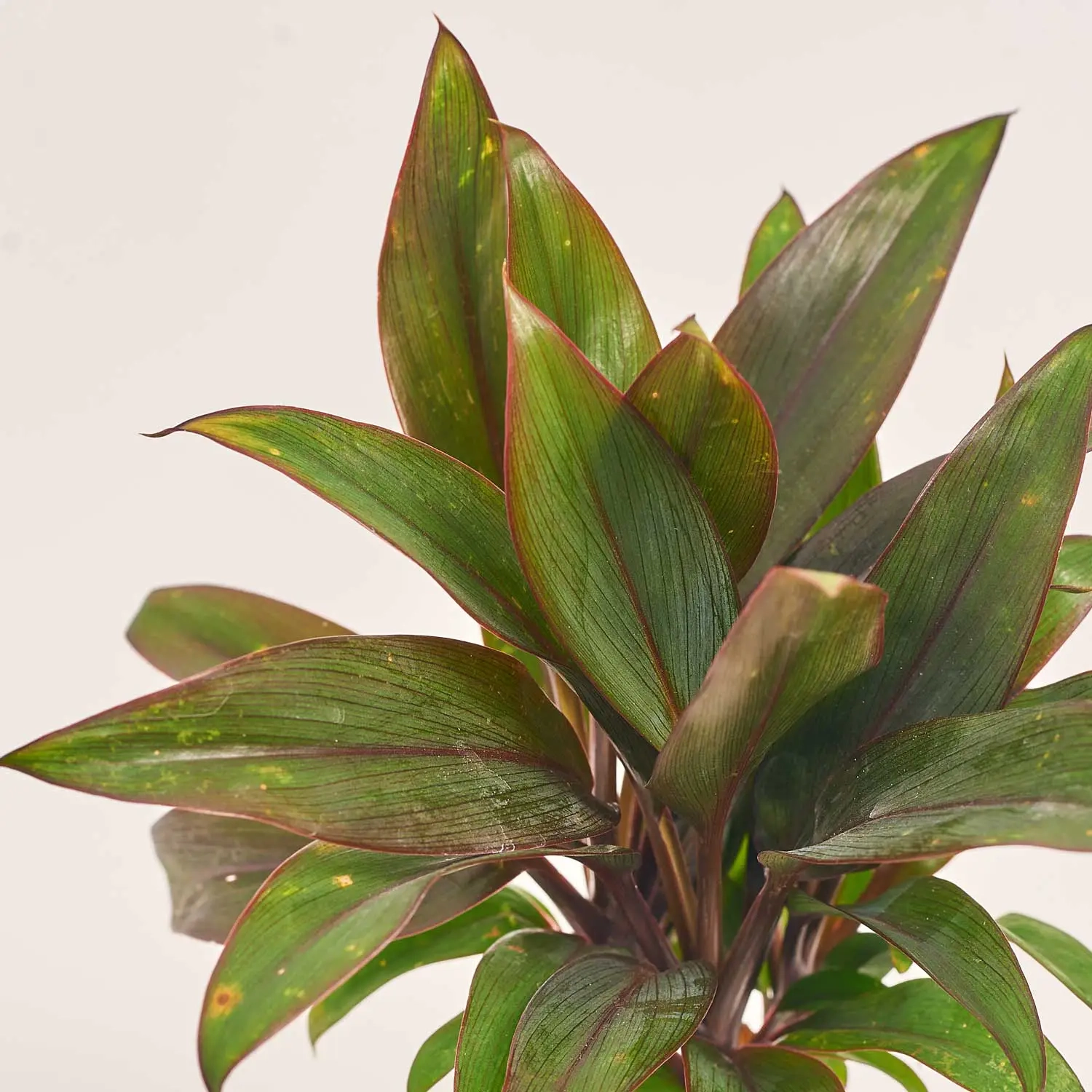 Зображення товару Кордиліна Фрутикоза Парпл, артикул: 52076