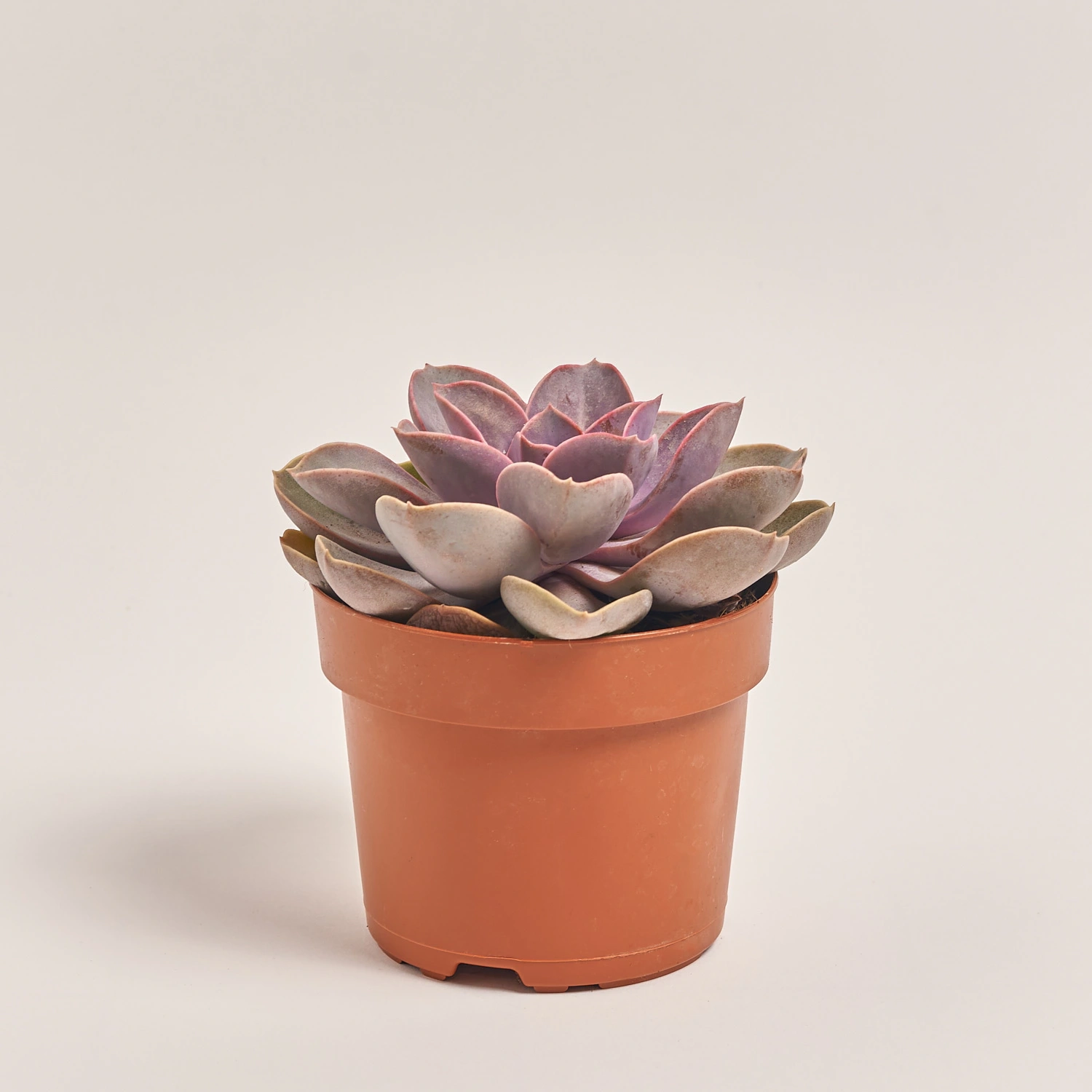 Зображення товару Сукулент мікс, артикул: 2084