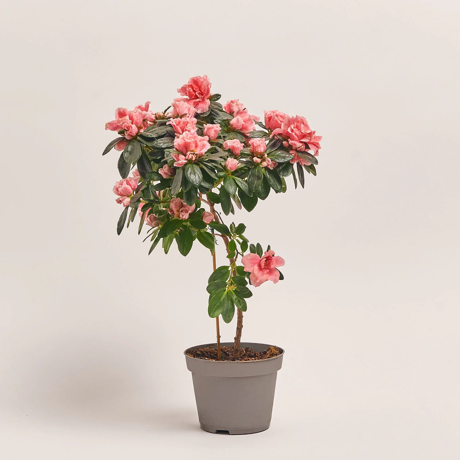 Азалія мікс штам, артикул: 24758 Зображення товару Азалія мікс штам, артикул: 24758