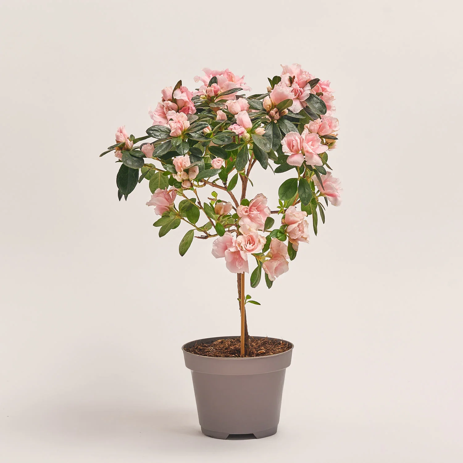 Азалія мікс штам, артикул: 24758 Зображення товару Азалія мікс штам, артикул: 24758