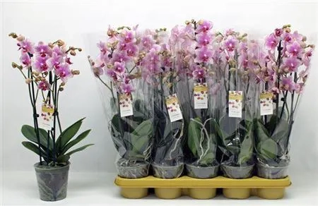 Зображення товару Фаленопсис "Ротердам" 3ст., артикул: 53105