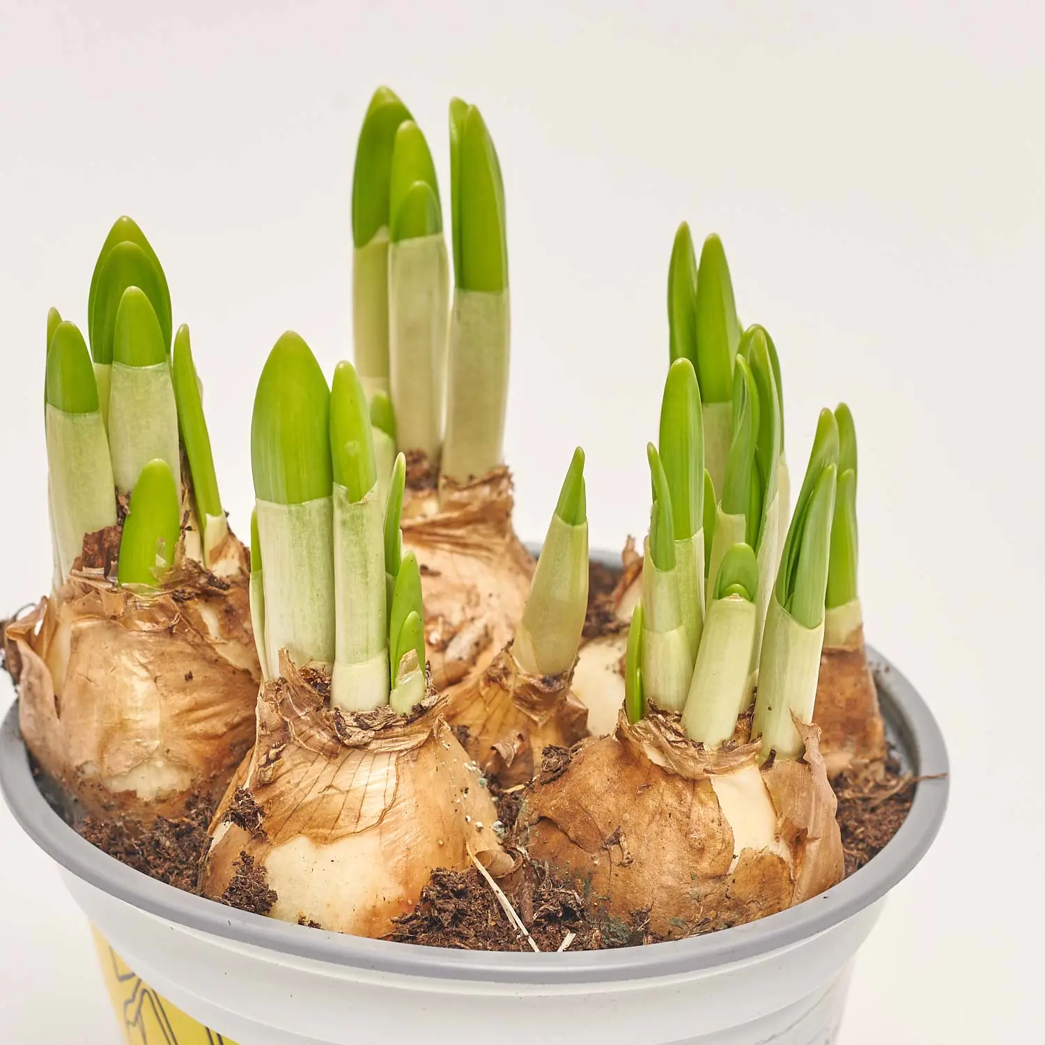 Зображення товару Нарцис Тет-а-Тет, артикул: 55893