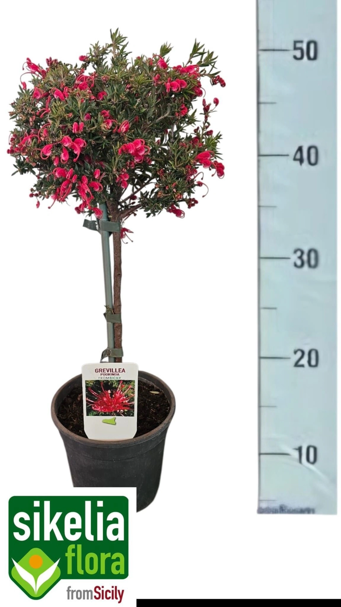 Зображення товару Гревілея Робуста, артикул: 57143