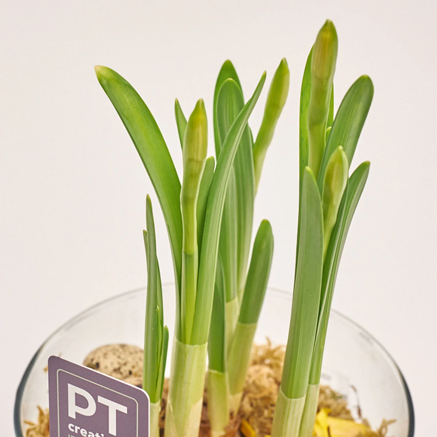 Зображення товару Нарцис Тет-а-Тет у склі, артикул: 56056